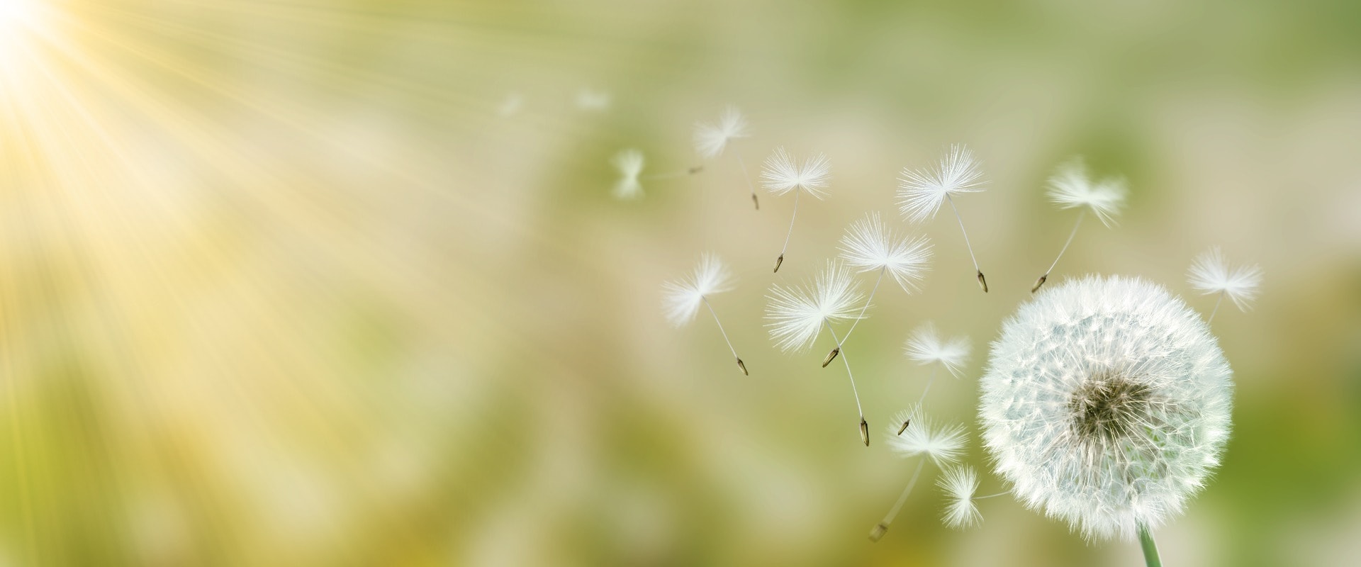 Schöne Pusteblume