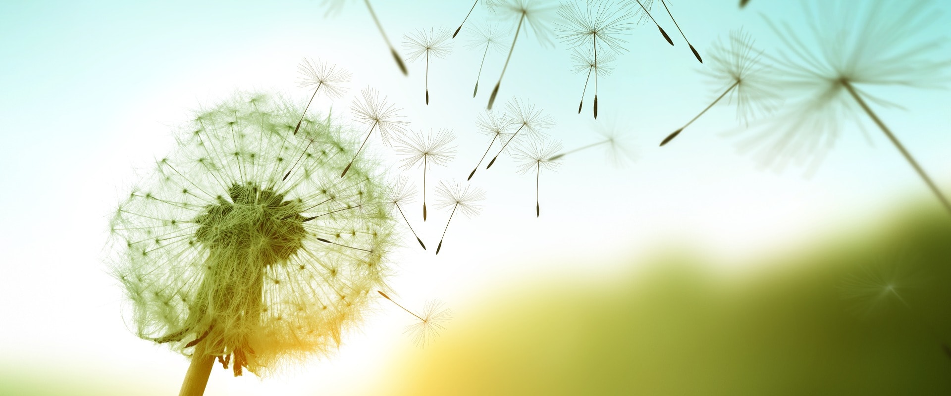 Dandelion seeds blowing in the wind across a summer field background, conceptual image meaning change, growth, movement and direction.